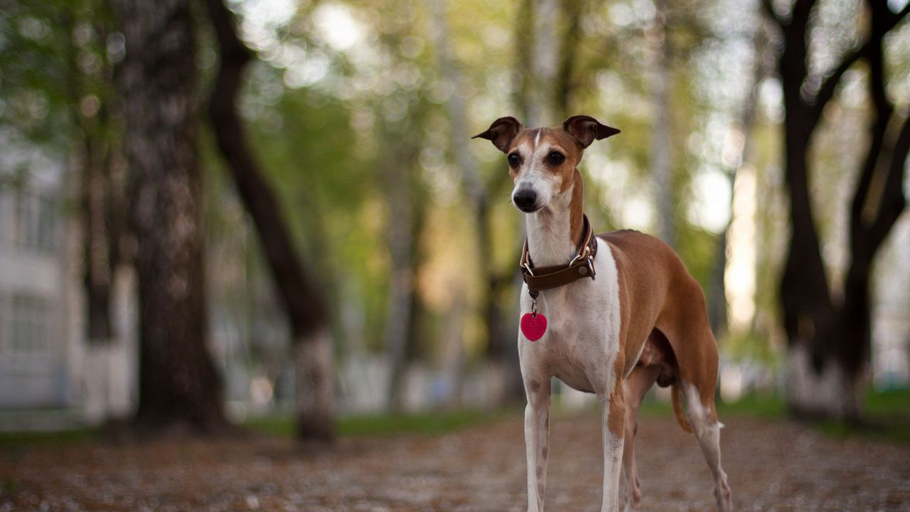 Wallpaper dog, collar, park, walk
