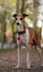 Preview wallpaper dog, collar, park, walk