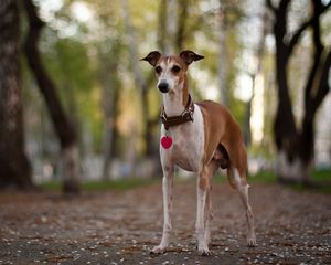 Preview wallpaper dog, collar, park, walk
