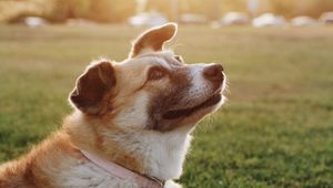 Preview wallpaper dog, collar, sunlight