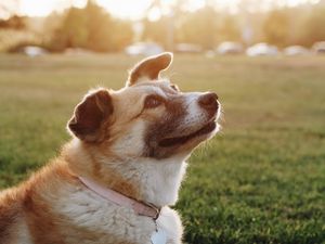 Preview wallpaper dog, collar, sunlight