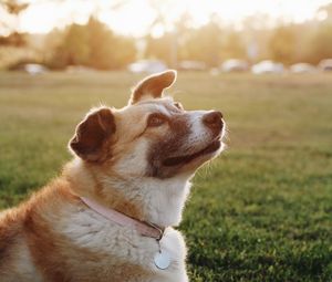 Preview wallpaper dog, collar, sunlight