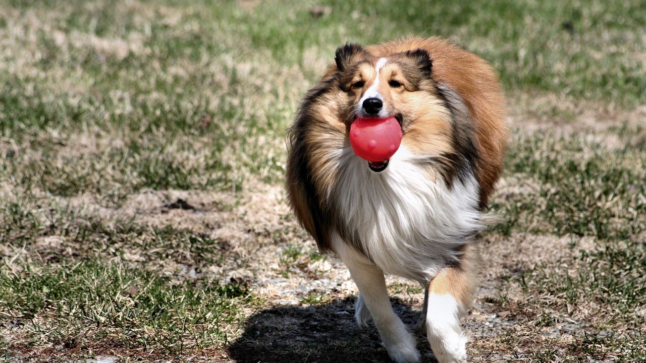 Wallpaper dog, collie, ball, toy