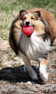 Preview wallpaper dog, collie, ball, toy