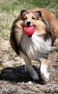 Preview wallpaper dog, collie, ball, toy