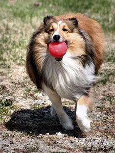 Preview wallpaper dog, collie, ball, toy