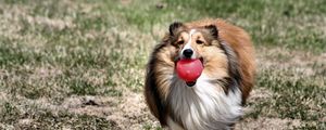 Preview wallpaper dog, collie, ball, toy