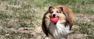 Preview wallpaper dog, collie, ball, toy