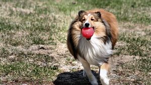 Preview wallpaper dog, collie, ball, toy