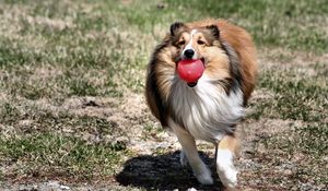 Preview wallpaper dog, collie, ball, toy