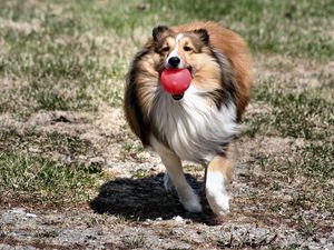 Preview wallpaper dog, collie, ball, toy