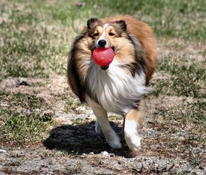 Preview wallpaper dog, collie, ball, toy