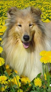 Preview wallpaper dog, collie, flowers, field