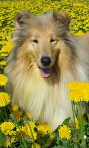 Preview wallpaper dog, collie, flowers, field