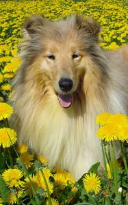 Preview wallpaper dog, collie, flowers, field
