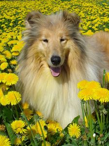 Preview wallpaper dog, collie, flowers, field