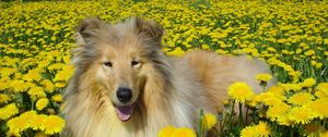 Preview wallpaper dog, collie, flowers, field