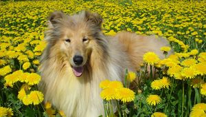 Preview wallpaper dog, collie, flowers, field