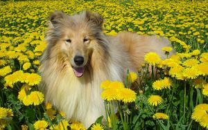 Preview wallpaper dog, collie, flowers, field