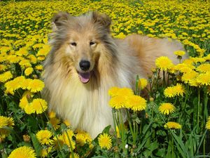 Preview wallpaper dog, collie, flowers, field