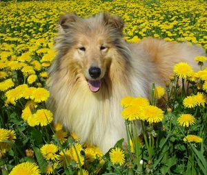 Preview wallpaper dog, collie, flowers, field