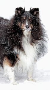 Preview wallpaper dog, collie, fluffy, snow