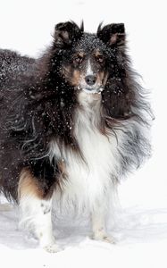 Preview wallpaper dog, collie, fluffy, snow