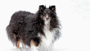 Preview wallpaper dog, collie, fluffy, snow