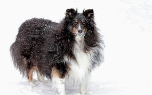 Preview wallpaper dog, collie, fluffy, snow