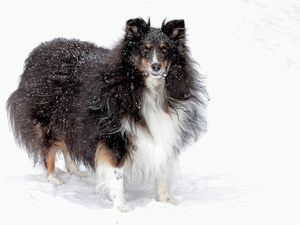 Preview wallpaper dog, collie, fluffy, snow