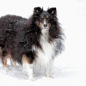 Preview wallpaper dog, collie, fluffy, snow