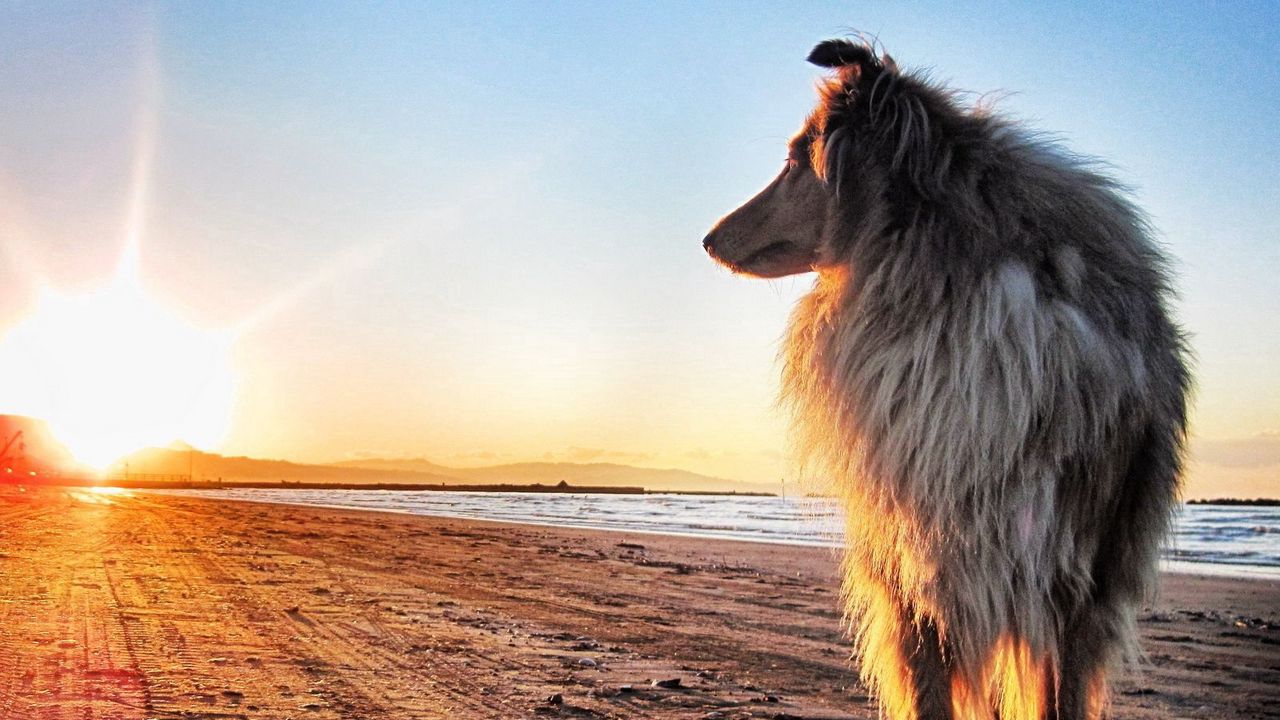 Wallpaper dog, collie, sun, beach