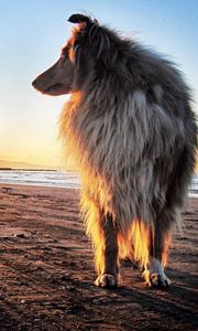 Preview wallpaper dog, collie, sun, beach