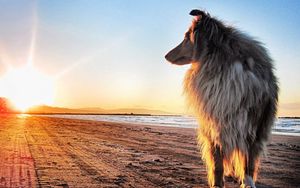 Preview wallpaper dog, collie, sun, beach
