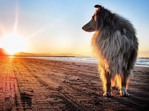 Preview wallpaper dog, collie, sun, beach