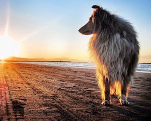 Preview wallpaper dog, collie, sun, beach