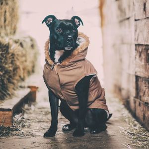 Preview wallpaper dog, costume, sitting, shepherd