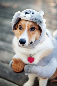 Preview wallpaper dog, costume, squirrel