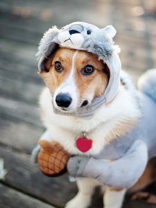 Preview wallpaper dog, costume, squirrel
