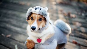 Preview wallpaper dog, costume, squirrel