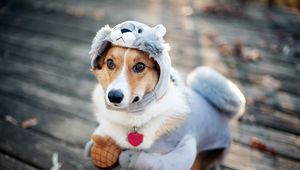 Preview wallpaper dog, costume, squirrel