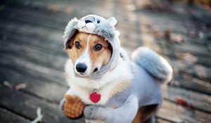 Preview wallpaper dog, costume, squirrel