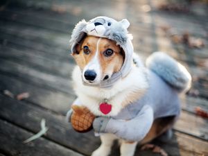 Preview wallpaper dog, costume, squirrel