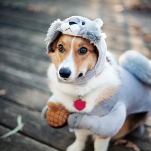 Preview wallpaper dog, costume, squirrel