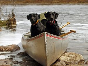 Preview wallpaper dog, couple, boats, rocks, river