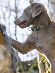 Preview wallpaper dog, couple, caring, playful