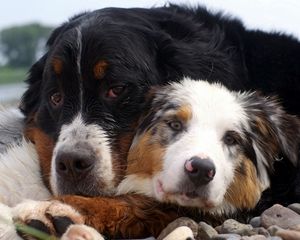 Preview wallpaper dog, couple, cuddling, caring