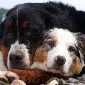 Preview wallpaper dog, couple, cuddling, caring
