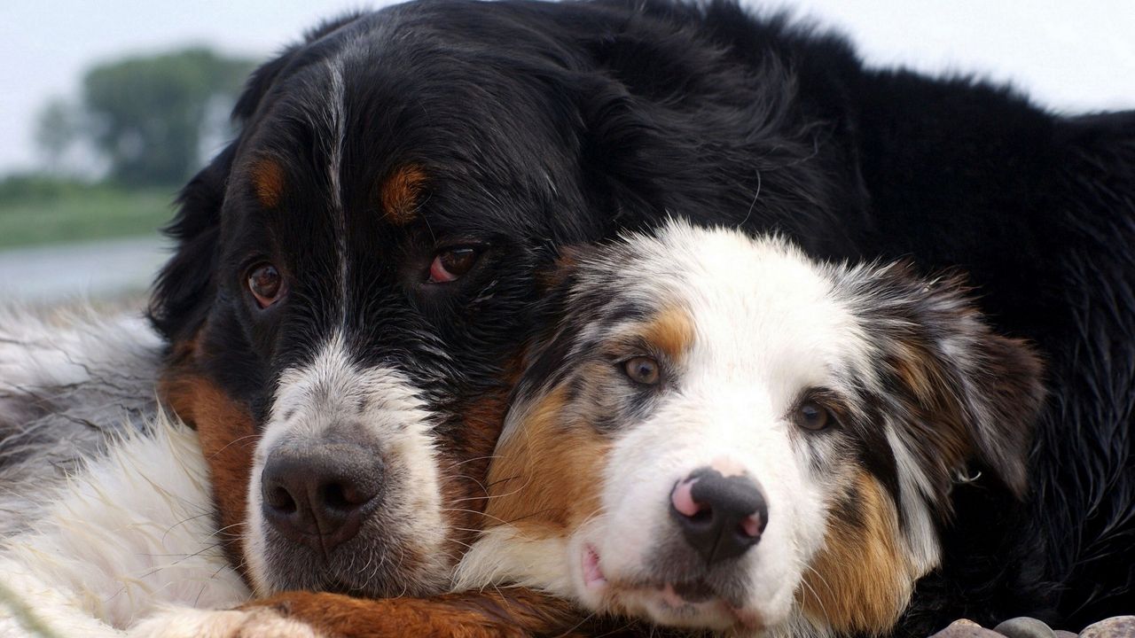 Wallpaper dog, couple, embrace, australian shepherd