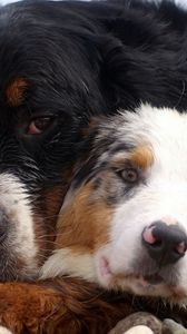 Preview wallpaper dog, couple, embrace, australian shepherd